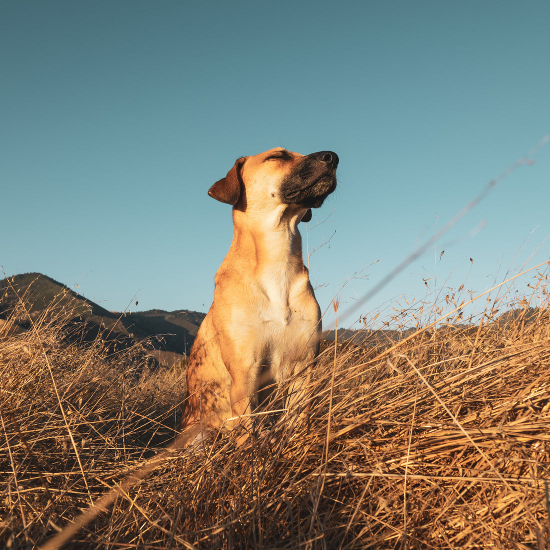 Paws & Presence: The Healing Power of Connecting with Animals