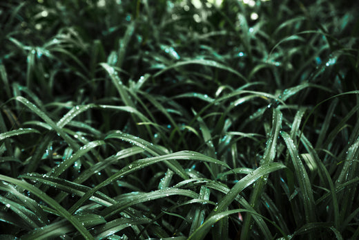 The Illusion of Greener Grass