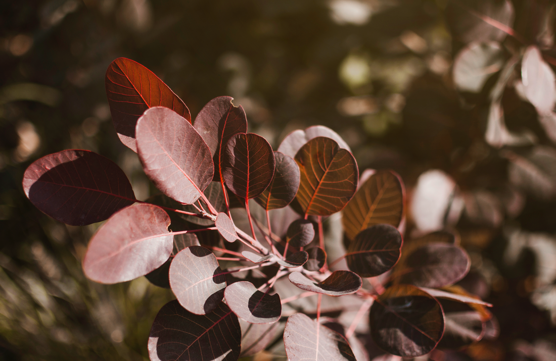 Lessons from Nature